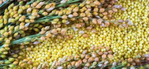 Millet