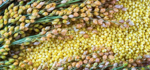 Millet