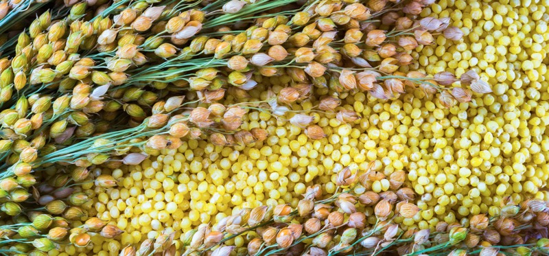 Millet